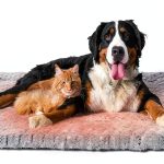 Papettly Self Heating Cat Bed Mat Plush Rose Velvet-0